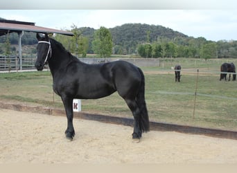 Konie fryzyjskie, Klacz, 5 lat, 158 cm, Kara
