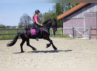 Konie fryzyjskie, Klacz, 5 lat, 158 cm, Kara