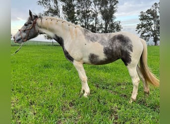 Konie fryzyjskie Mix, Klacz, 5 lat, 158 cm, Srokata
