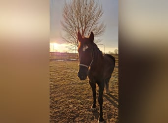 Konie fryzyjskie Mix, Klacz, 5 lat, 160 cm, Kara
