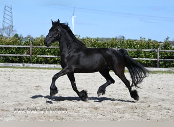 Konie fryzyjskie, Klacz, 5 lat, 160 cm, Kara
