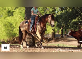 Konie fryzyjskie, Klacz, 5 lat, 163 cm, Jelenia