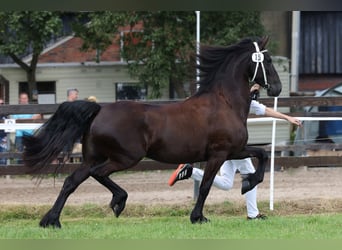 Konie fryzyjskie, Klacz, 5 lat, 164 cm, Kara