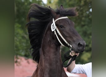 Konie fryzyjskie, Klacz, 5 lat, 164 cm, Kara