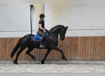 Konie fryzyjskie, Klacz, 5 lat, 165 cm, Kara