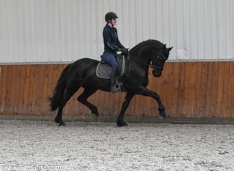 Konie fryzyjskie, Klacz, 5 lat, 165 cm, Kara