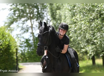 Konie fryzyjskie, Klacz, 5 lat, 165 cm, Kara