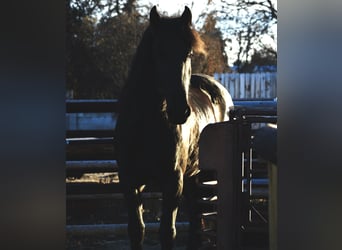 Konie fryzyjskie, Klacz, 5 lat, 165 cm, Kara