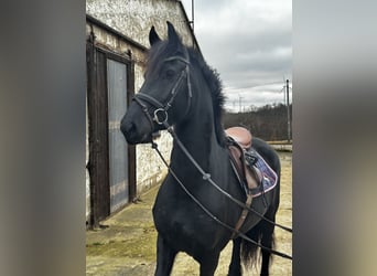 Konie fryzyjskie, Klacz, 5 lat, 165 cm