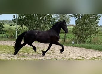 Konie fryzyjskie, Klacz, 5 lat, 166 cm, Kara