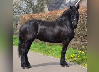 Konie fryzyjskie, Klacz, 5 lat, 167 cm, Kara