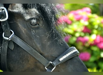 Konie fryzyjskie, Klacz, 5 lat, 170 cm, Kara