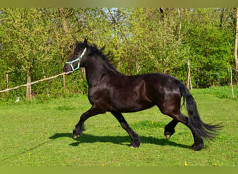 Konie fryzyjskie, Klacz, 5 lat, Kara