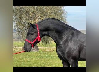 Konie fryzyjskie, Klacz, 5 lat, Kara