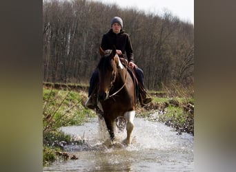 Konie fryzyjskie, Klacz, 5 lat