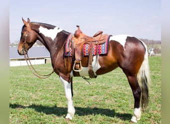 Konie fryzyjskie, Klacz, 5 lat