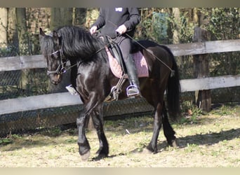 Konie fryzyjskie Mix, Klacz, 6 lat, 149 cm, Kara