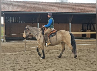 Konie fryzyjskie Mix, Klacz, 6 lat, 150 cm, Jelenia