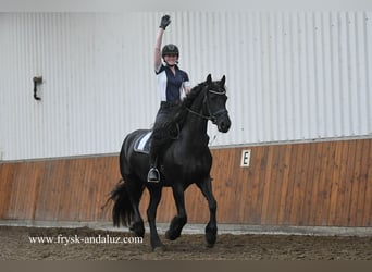 Konie fryzyjskie, Klacz, 6 lat, 165 cm, Kara