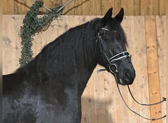 Konie fryzyjskie, Klacz, 6 lat, 167 cm, Kara