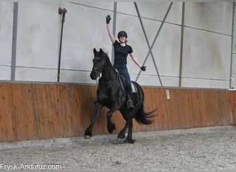 Konie fryzyjskie, Klacz, 6 lat, 168 cm, Kara