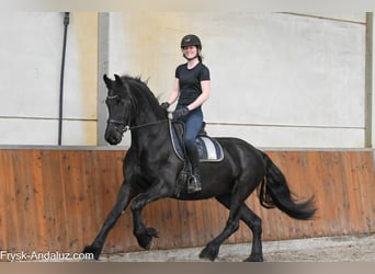 Konie fryzyjskie, Klacz, 6 lat, 168 cm, Kara