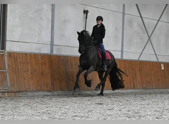 Konie fryzyjskie, Klacz, 6 lat, 169 cm, Kara