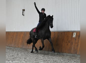 Konie fryzyjskie, Klacz, 6 lat, 169 cm, Kara