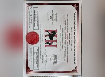 Konie fryzyjskie, Klacz, 6 lat, Siwa