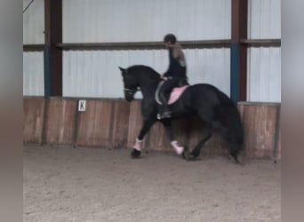 Konie fryzyjskie, Klacz, 7 lat, 159 cm, Kara