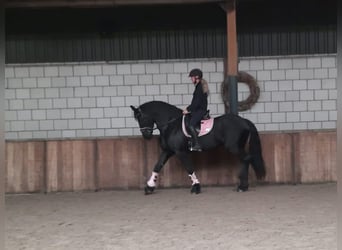 Konie fryzyjskie, Klacz, 7 lat, 159 cm, Kara