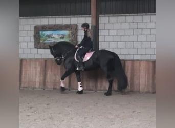 Konie fryzyjskie, Klacz, 7 lat, 159 cm, Kara