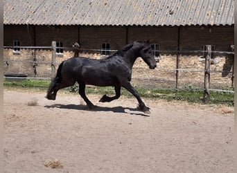 Konie fryzyjskie, Klacz, 7 lat, 160 cm, Kara