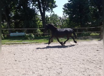 Konie fryzyjskie, Klacz, 7 lat, 160 cm, Kara