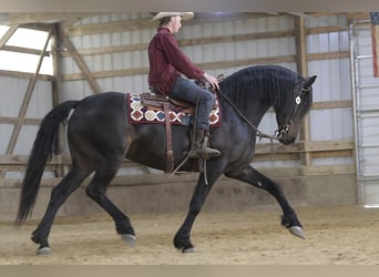 Konie fryzyjskie, Klacz, 7 lat, 163 cm, Kara