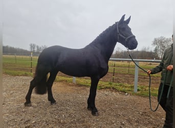 Konie fryzyjskie, Klacz, 7 lat, 165 cm, Kara