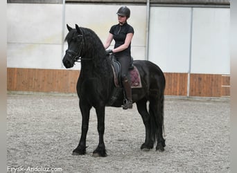 Konie fryzyjskie, Klacz, 7 lat, 165 cm, Kara