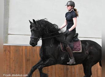 Konie fryzyjskie, Klacz, 7 lat, 165 cm, Kara