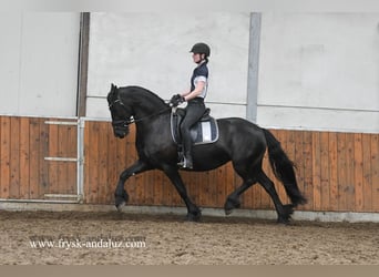 Konie fryzyjskie, Klacz, 7 lat, 165 cm, Kara