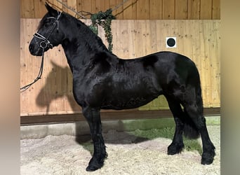 Konie fryzyjskie, Klacz, 7 lat, 167 cm, Kara