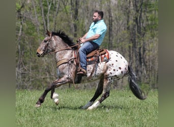 Konie fryzyjskie, Klacz, 7 lat, Cisawa
