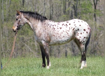 Konie fryzyjskie, Klacz, 7 lat, Cisawa