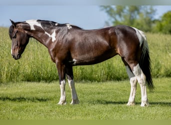 Konie fryzyjskie Mix, Klacz, 8 lat, 142 cm