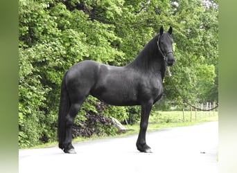 Konie fryzyjskie, Klacz, 8 lat, 160 cm, Kara