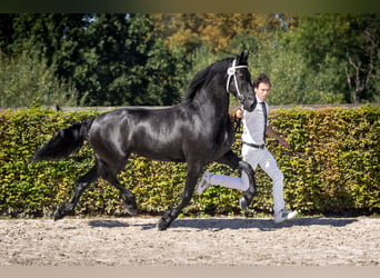 Konie fryzyjskie, Klacz, 8 lat, 162 cm, Kara