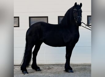 Konie fryzyjskie, Klacz, 8 lat, 162 cm, Kara