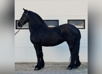 Konie fryzyjskie, Klacz, 8 lat, 162 cm, Kara