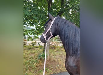 Konie fryzyjskie, Klacz, 8 lat, 162 cm