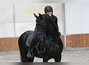 Konie fryzyjskie, Klacz, 8 lat, 165 cm, Kara