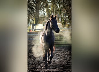 Konie fryzyjskie, Klacz, 8 lat, 165 cm, Kara
